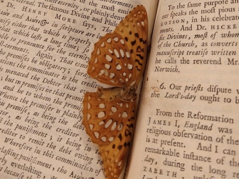 Book with ancient butterfly as bookmark