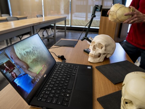 A laptop and models of the human skull