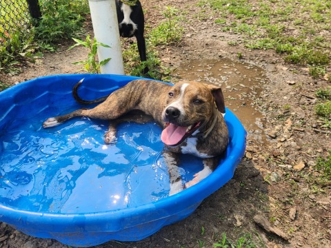 dog in a baby pool