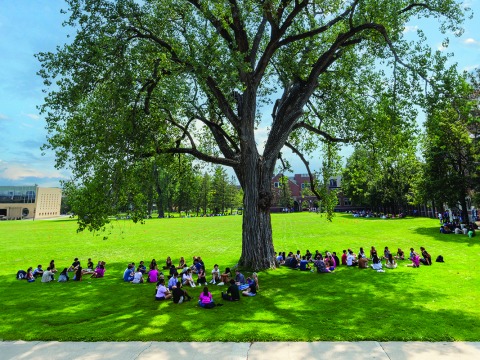 big tree with students studying under it 
