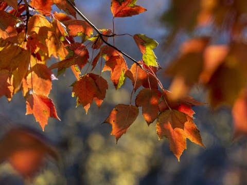 Close up of colorful fall leaves