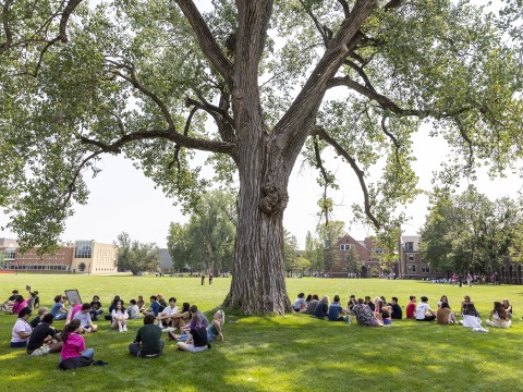 Students sit in green grass under a giant tree casting shade on a sunny day