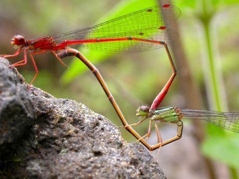 red damselflies mating