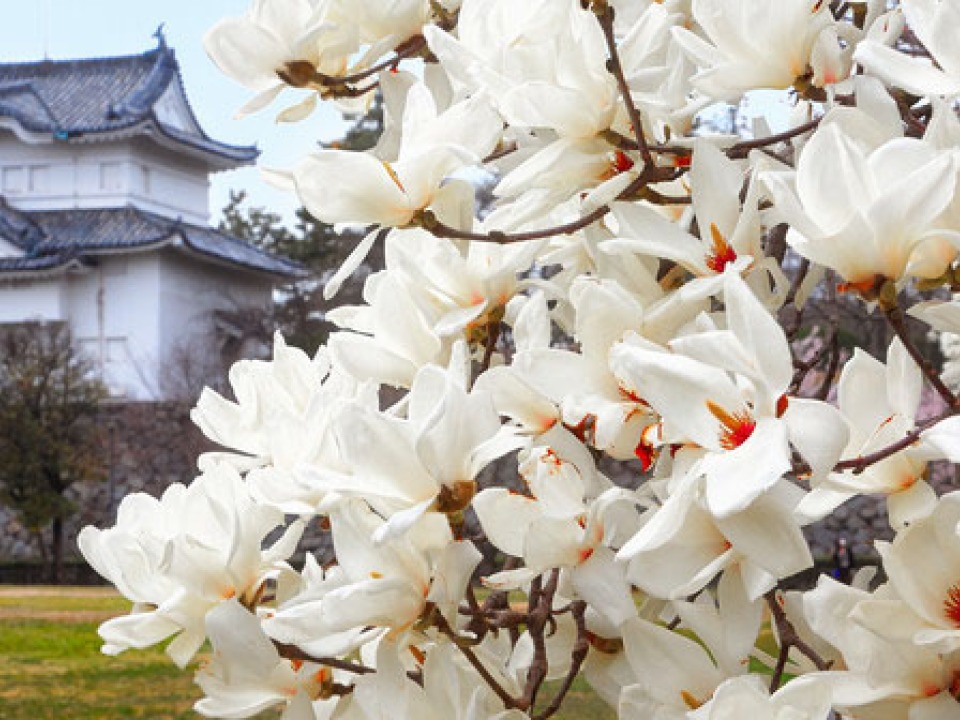 Grinnell College Homepage