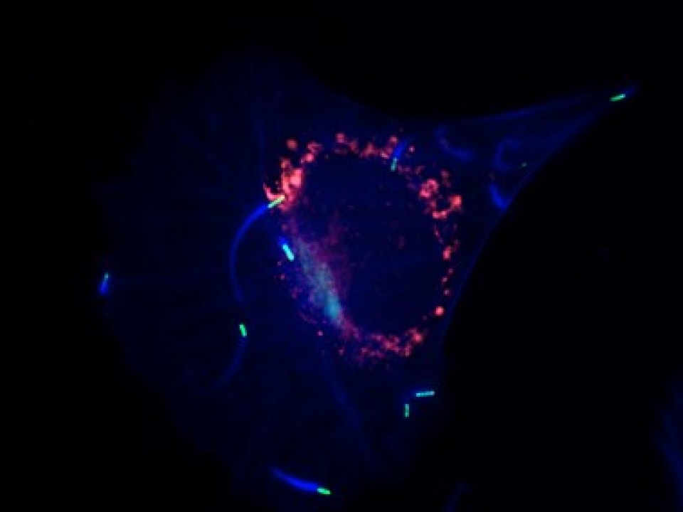 Grinnell College Homepage