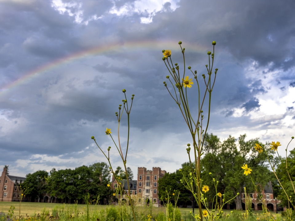 Gates Tower with yellow flowers in the foreground and a rainbow in the sky.