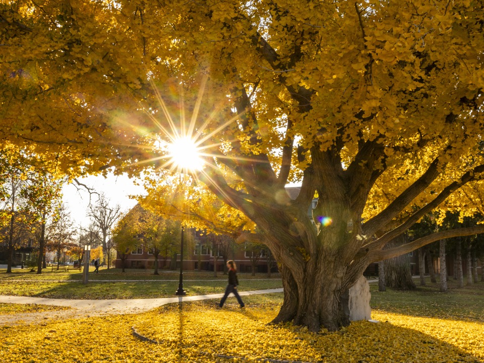 MtC Banner: Autumn sunlight through tree branches with golden leaves