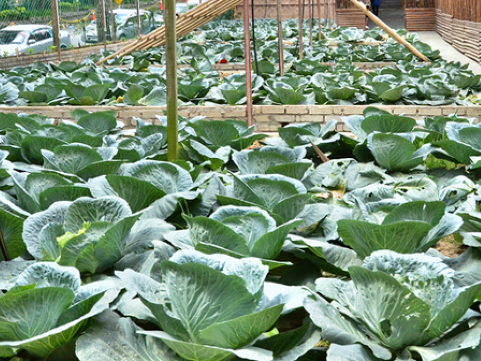 Grinnell College Homepage