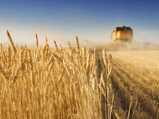 Wheat field being harvested by combine