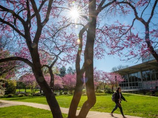 Student walks through central campus during springtime