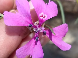 Close up of Clarkia xantiana, a flowering plant