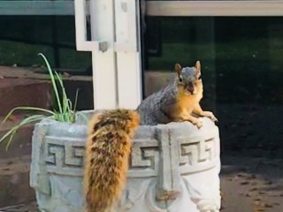 Squirrel in a planter near Forum
