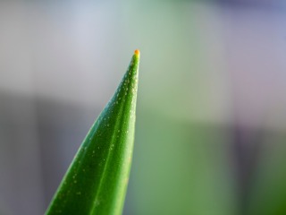 Tip of agave plant