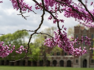 pink tree blossoms with Gates Tower in the background