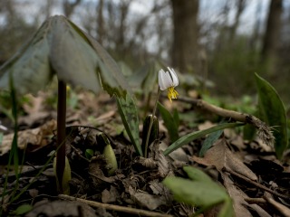 A small white flower blooms on the forest floor, among decaying leaves and sprouting plants.
