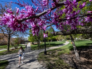 Purple flowers on trees on campus 