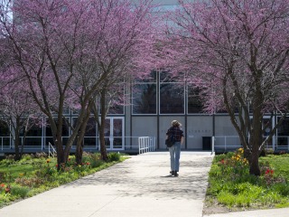 A student walks up the tree-lined pathway to Burling Library.