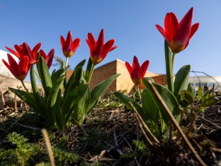 Red tulips 