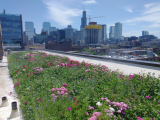 A vibrant meadow on a rooftop, with the Chicago skyline in the distance.