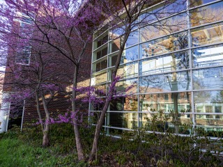 purple flowers on tree in front of glass window 
