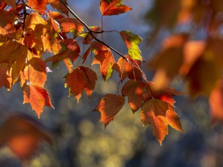 Close up of colorful fall leaves