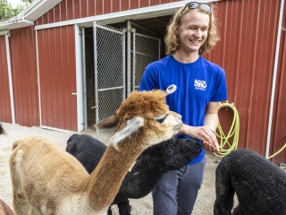 Nathan Ruger standing in his blue Blank Park Zoo shirt feeding four alpacas.