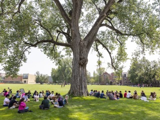 Students sit in green grass under a giant tree casting shade on a sunny day