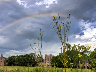Gates Tower with yellow flowers in the foreground and a rainbow in the sky.