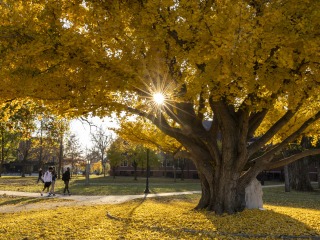 A tree with yellow fall leaves on the Grinnell College campus