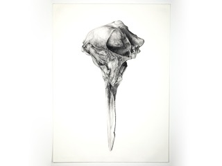 drawing of a skull
