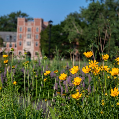 Yellow wildflowers blooming in a new prairie planting on North Campus