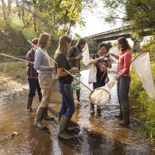 Idelle Cooper and her students walk through a stream with nets to catch insects