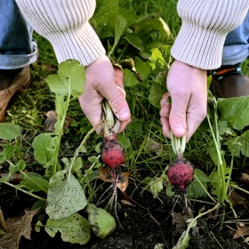 pulling radishes from Farm House garden