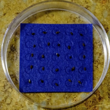 Square of seed germination paper in a petri dish with a few seeds germinating