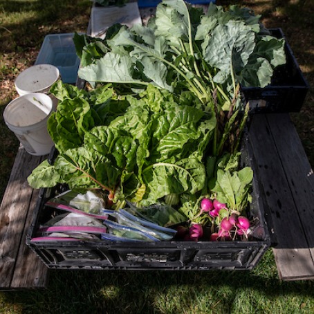 Produce from the college garden