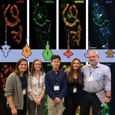 Collage of Lindgren and students, graphs, and proteins at the neuromuscular junction