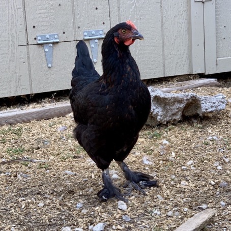 A black chicken stands in front of a coop.