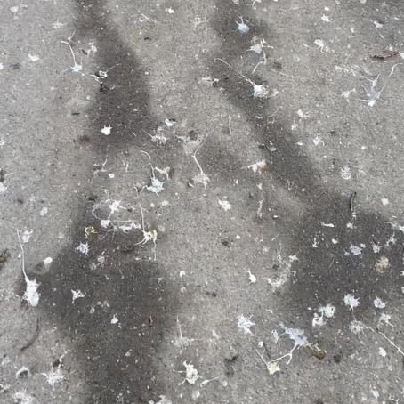 Dark brown and white splatters cover the grey asphalt of a campus sidewalk.