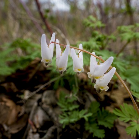 White wildflowers shaped like an upside down pair of pants bloom on the forest floor.