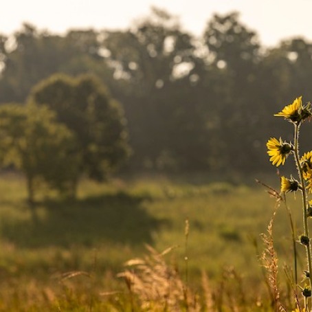 Prairie at Conard Environmental Research Area, Grinnell College