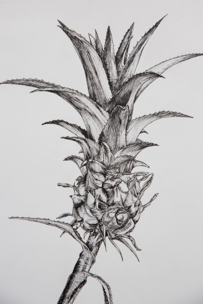 A pen drawing of a pineapple plant.