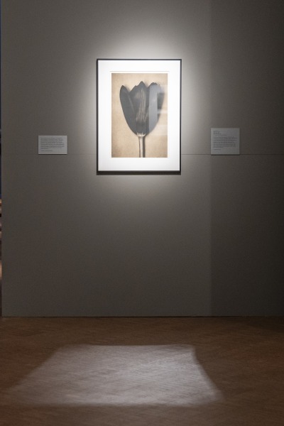 Black Tulip by Sheila Metzner. 