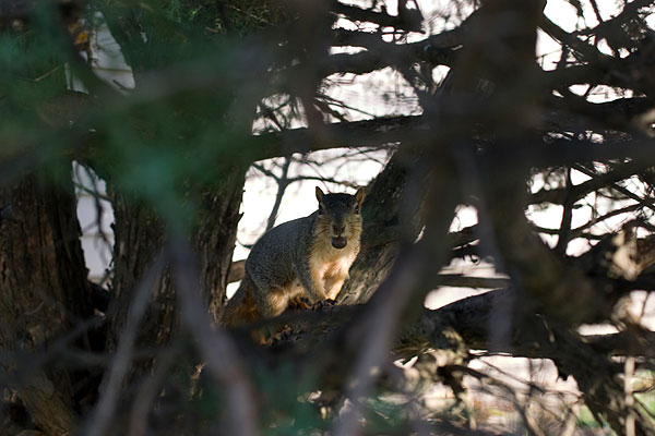 Squirrel, visible behind green branches, holds a nut in it's mouth 
