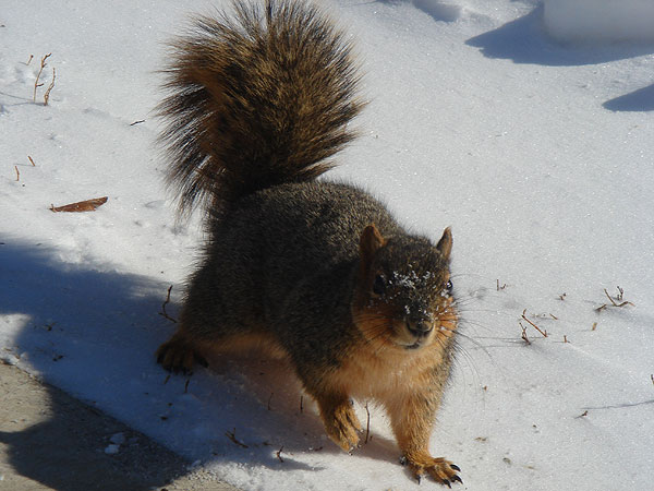 Squirrel with snow on it's face wanders in the snow next to a sidewalk