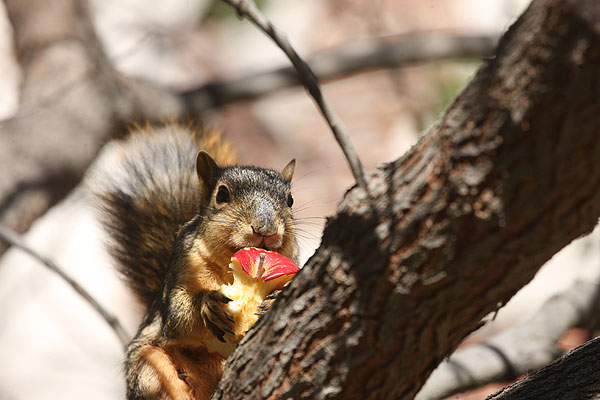 Squirrel in tree crotch chewing on the core of a red apple.