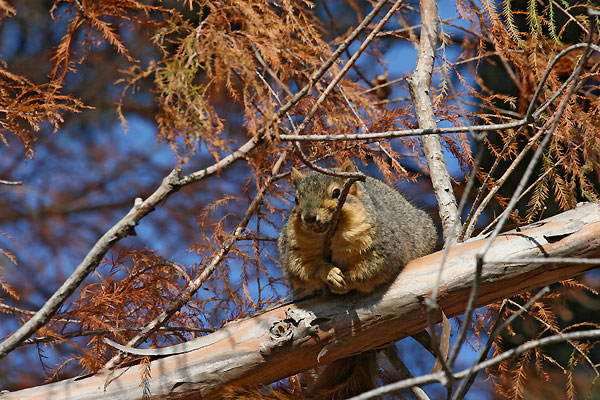 very plump squirrel lazing around in the trees